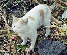 Sultanhani-Katze