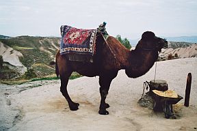 Kamel bei Uchisar