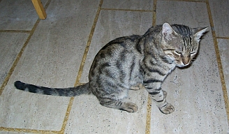 Hotelkatze