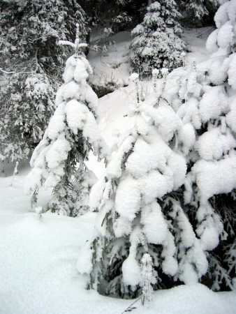 Winteridylle am Loipenrand