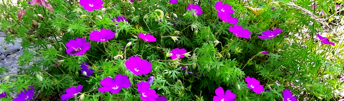 Blumen